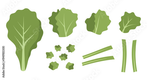 Flat Design Green Lettuce Leaves and Stems Vector Illustration
