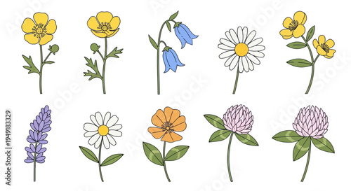 Cute Flat Wildflowers Vector Set, Botanical Illustration