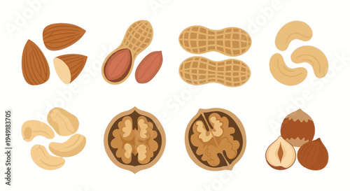 Flat design icons of various nuts: almonds, peanuts, cashews, walnuts, hazelnuts