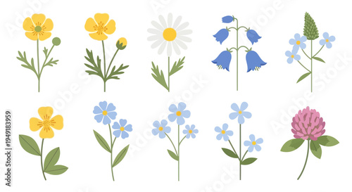 Flat vector illustration of wild flowers, nature and botanicals