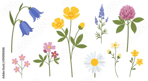 Flat Vector Illustration of Assorted Wildflowers, Botanical Art