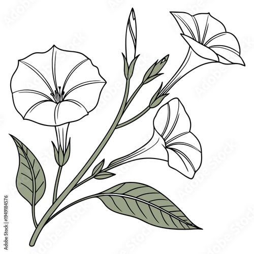 water spinach with leaves