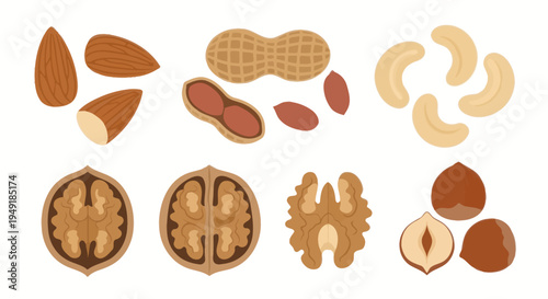 Various Nuts Flat Illustration: Almonds, Peanuts, Cashews, Walnuts, Hazelnuts