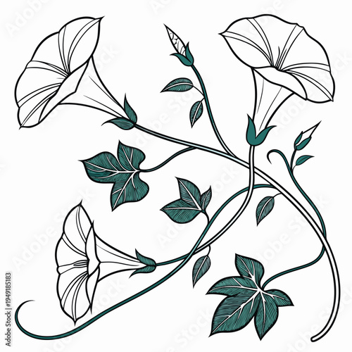 water spinach vector