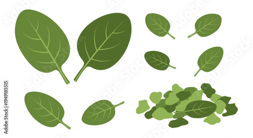 Fresh Spinach Leaves and Chopped Greens, Flat Style Food Vector