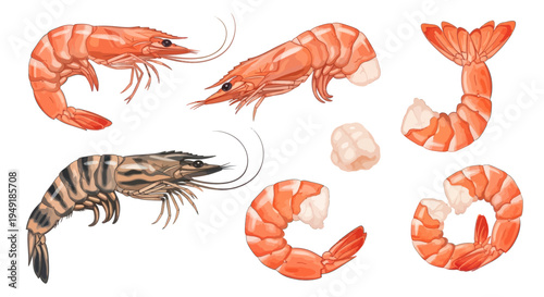 Realistic Illustration of Various Cooked and Raw Shrimp for Food Industry