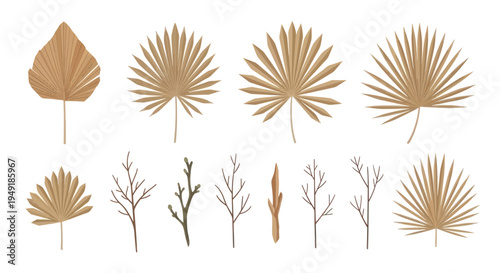 Dried palm leaves and branches vector set, boho style