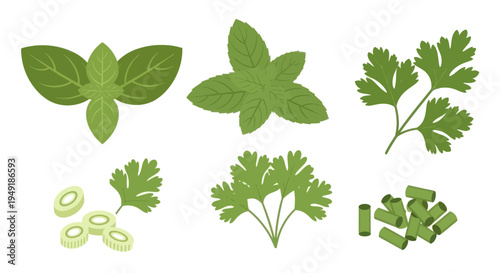 Flat Illustration of Fresh Herbs: Basil, Mint, Parsley, Cilantro, Green Onions