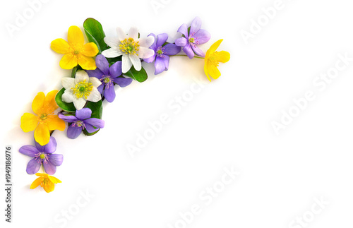 Purple hepatica and white anemone flowers with yellow centers and green leaves, yellow anemone flowers on white background with copy space for text. Spring floral composition, flat lay, top view
