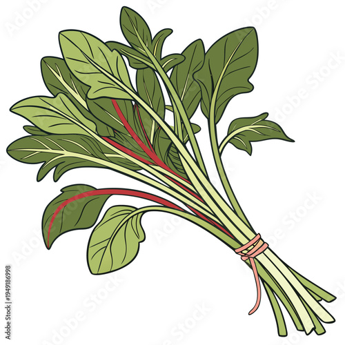 water spinach colorful on white background