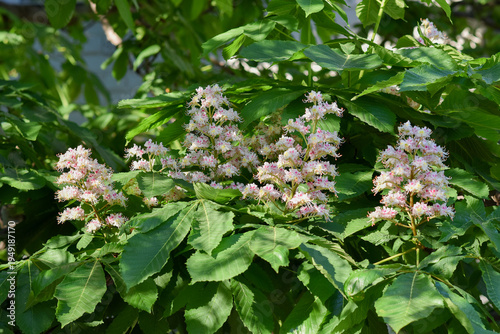 Blooming horse chestnut tree branches with lush green leaves and clusters of pink and white spring flowers outdoors, spring bloom, nature beauty, fresh foliage, seasonal concept.