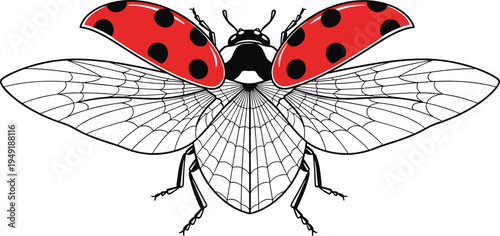Ladybug with open wings detailed insect illustration featuring spotted red elytra and transparent flying wings isolated vector for nature design.