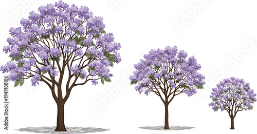 Set of three blooming purple Jacaranda trees in different growth stages isolated on white background for spring landscape garden design