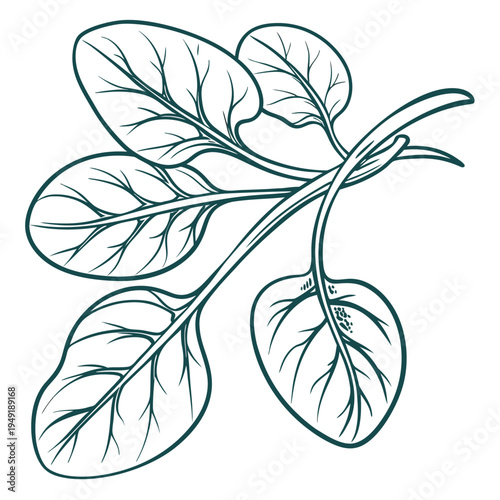 new zealand spinach vector