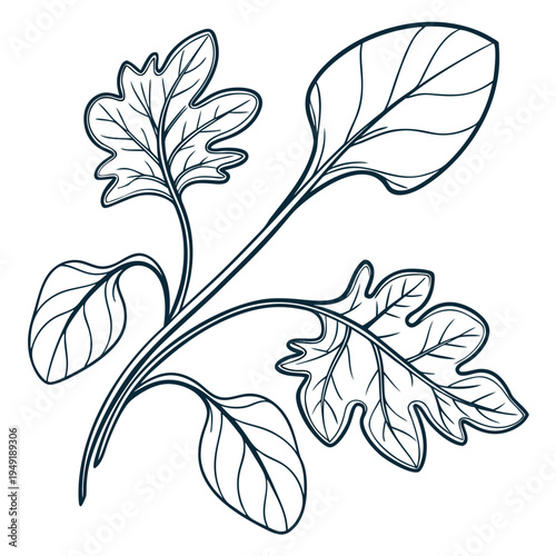 new zealand spinach line art on white background