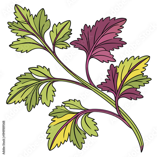 new zealand spinach colorful on white background