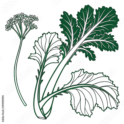  mustard greens line art on white background