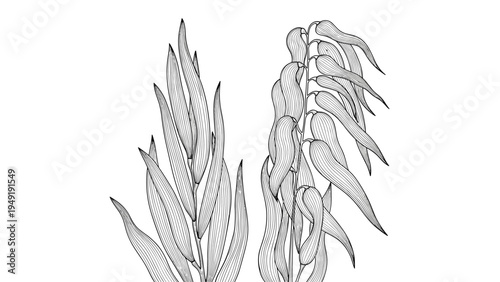 Detailed black and white line art drawing of cereal grain ears like wheat or barley isolated on white background.