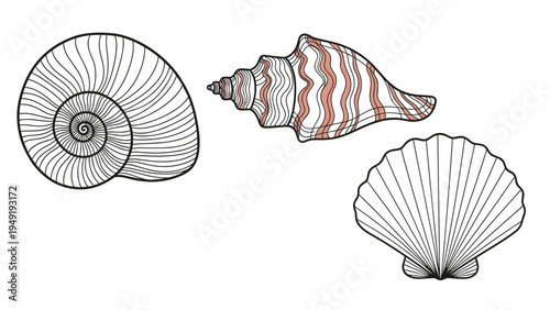 Collection of three distinct seashells including a large spiral nautilus, a spiky murex with pink accents, and a classic fan shaped scallop.