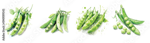 Simple illustration, Beautiful fresh peas set painting design. Hand-painted style, vectorized, vector set available in EPS Simple Hand-painted watercolor style. Adobe Illustrator Artwork