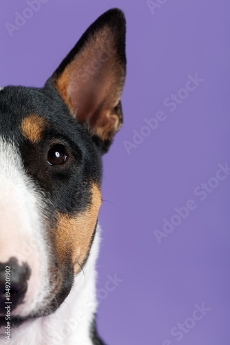 close up shot of half a bull terrier face on purple background