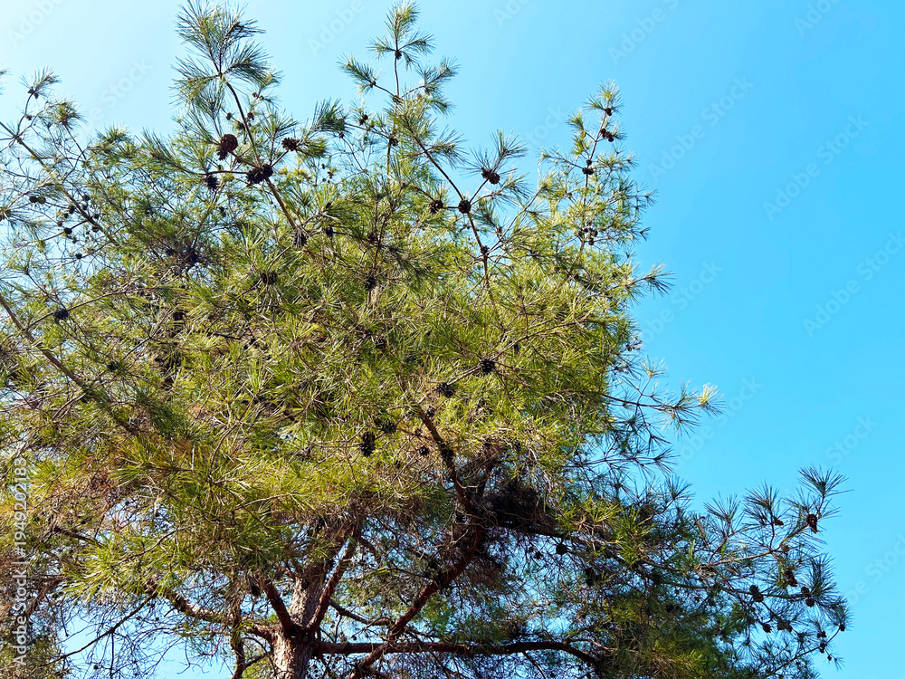 Obraz premium 青空と松ぼっくり