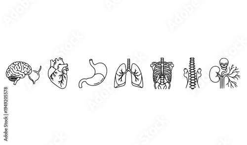 Medical anatomy outline icons brain heart bones nervous system vector set