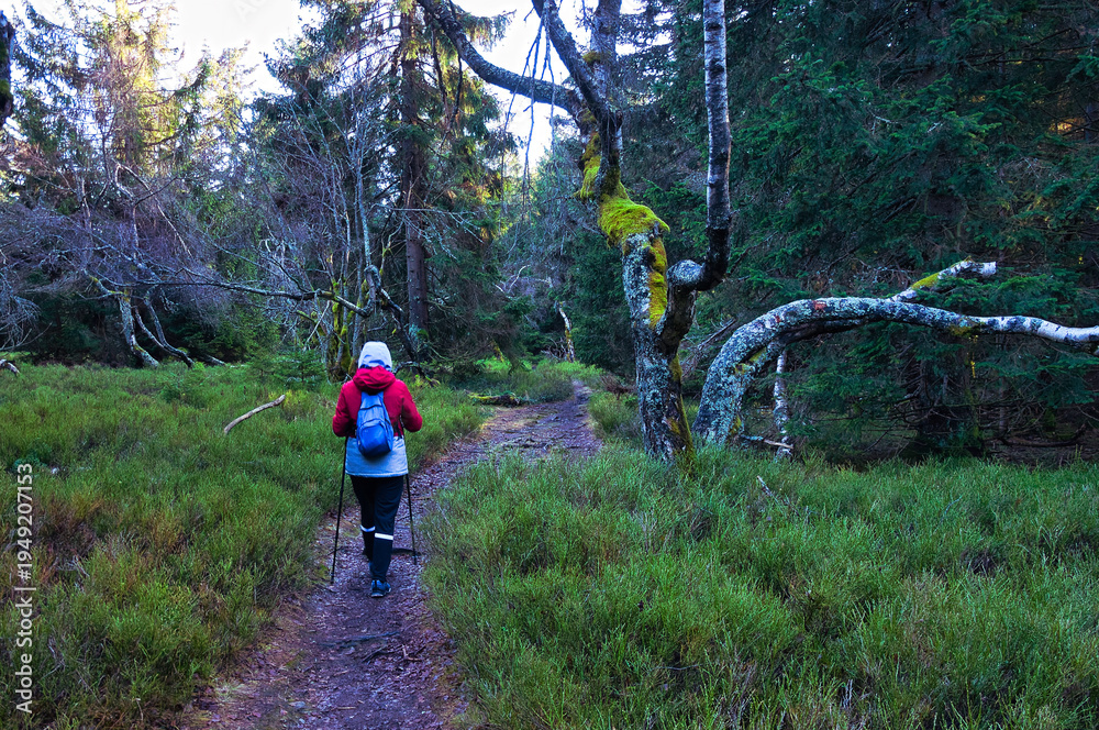 Fototapeta premium Solitary Hiker Walking On Mossy Forest Trail With Backpack And Trekking Poles - Krkonoše, Rýchory.