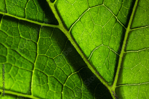  Close-up of a fresh organic leaf, showing natural symmetry and chlorophyll-rich veins. Ecology and botany concept.