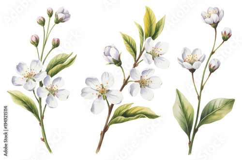 White jasmine blossom branches with leaves in soft watercolor botanical composition isolated.