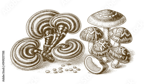Natural mushrooms vector illustration set including reishi and shiitake in engraving style