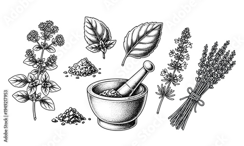 Herbs and spices vector illustration set with basil oregano lavender and mortar