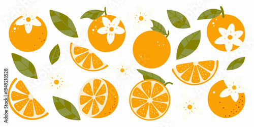 Stylized illustration of oranges orange slices blossoms and green leaves