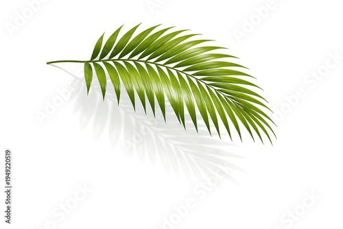Cluster of Tropical Palm Leaves Isolated on White Background with Vibrant Green Botanical Foliage