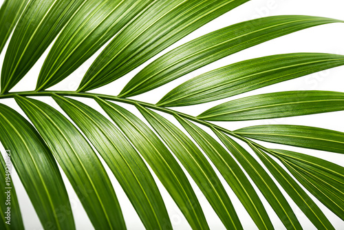 Cluster of Tropical Palm Leaves Isolated on White Background with Vibrant Green Botanical Foliage