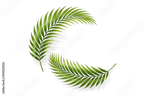 Cluster of Tropical Palm Leaves Isolated on White Background with Vibrant Green Botanical Foliage