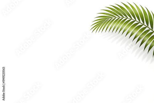 Cluster of Tropical Palm Leaves Isolated on White Background with Vibrant Green Botanical Foliage