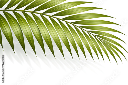 Cluster of Tropical Palm Leaves Isolated on White Background with Vibrant Green Botanical Foliage