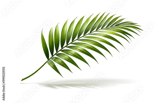 Cluster of Tropical Palm Leaves Isolated on White Background with Vibrant Green Botanical Foliage