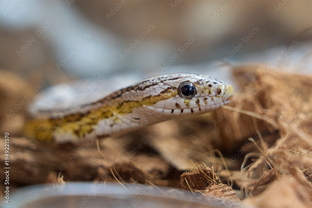Fototapeta premium Curious Snake Head in Natural Habitat