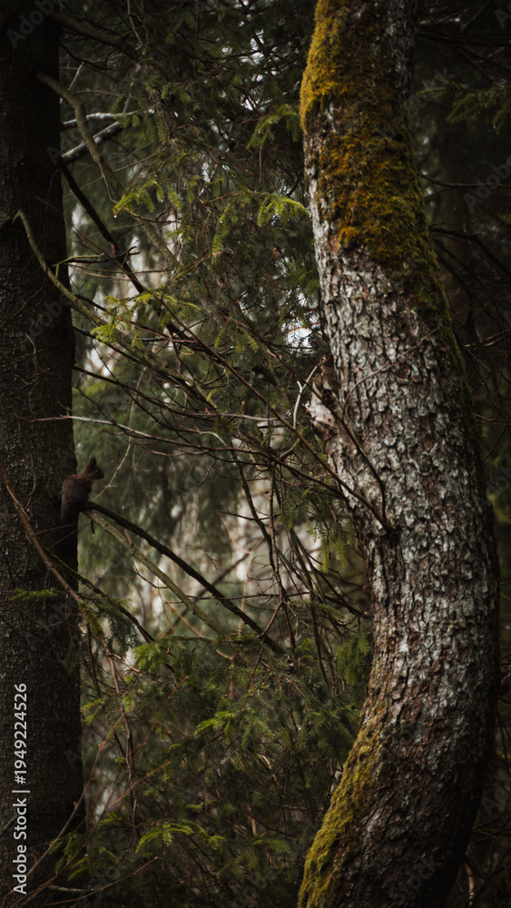 Obraz premium tree with squirrel sitting