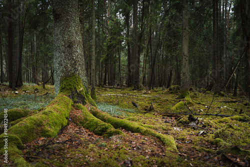 tree in the forest