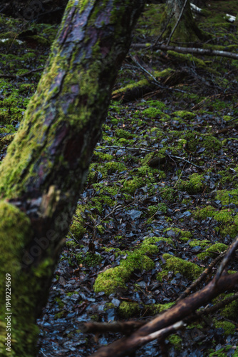 moss on the tree