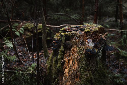 tree trunk in the forest