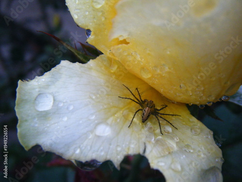 Fotografía A spider perched on a yellow rose petal.
