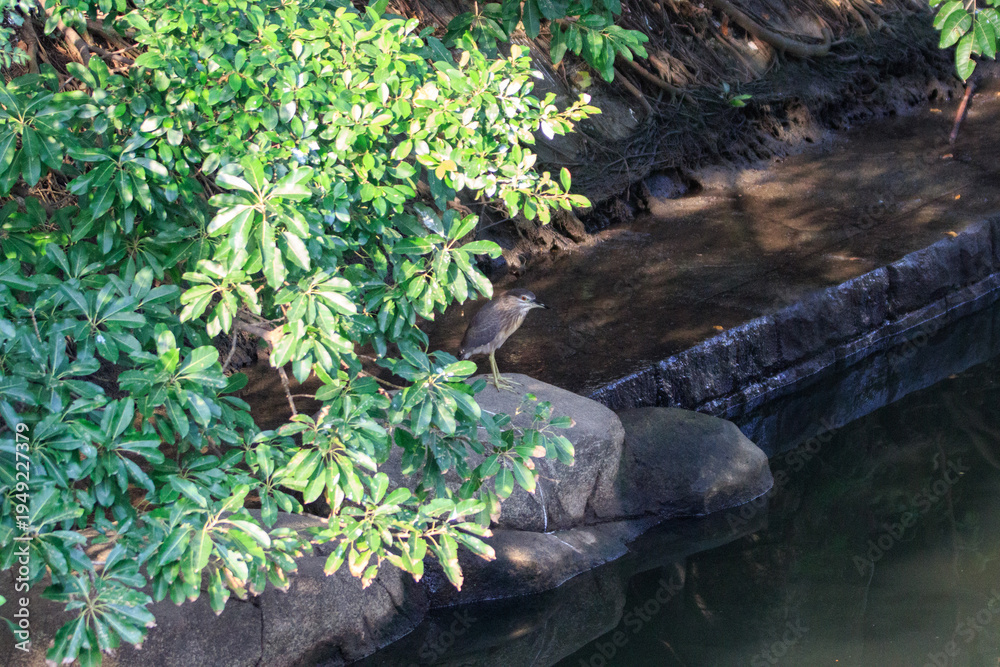 Fototapeta premium Juvenile Black-Crowned Night Heron Perched on a Riverside Rock Beneath Shady Green Foliage