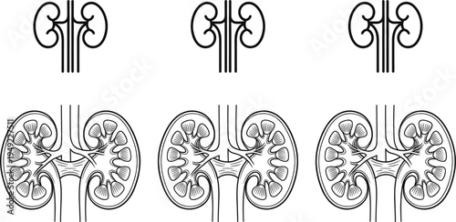 Human kidney anatomy outline icons set with renal system organs medical healthcare nephrology vector illustration collection isolated on white background