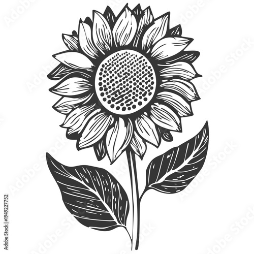 Sunflower etching carved style tattoo art design, monochrome stamp wooden block printing of single sun flower, digital graphic transparent vector isolated png, intricate lines decoration art drawing
