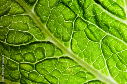  Close-up of organic Chinese cabbage leaf, vibrant green vegetable texture for healthy food concept.