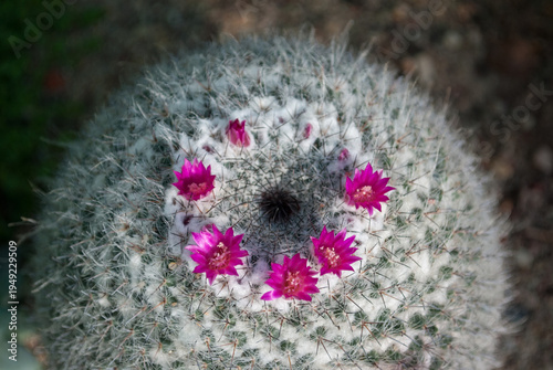 Close-up view of a Mammillaria hahniana cactus in bloom. Delicate purple flowers form a circular crown on top of the spiny succulent
